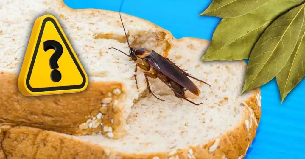 ¿Cómo ahuyentar a las cucarachas con hojas de laurel? ideas manualidades