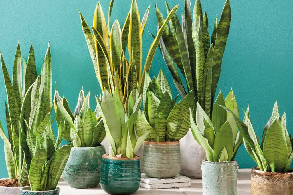 Cómo cuidar Sansevieria cuando hace calor ideas manualidades